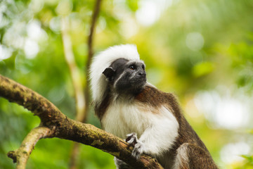 Little monkey on the branch of the tree