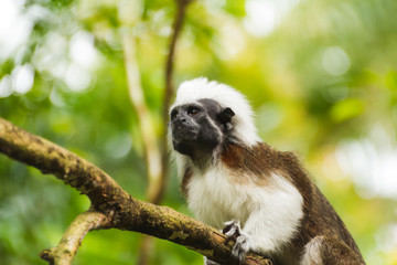 Little monkey on the branch of the tree