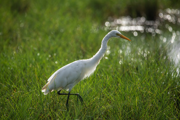 Backlit Great Egret