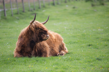 mucca o bue highland con frangia nordico della scozia su prato al pascolo