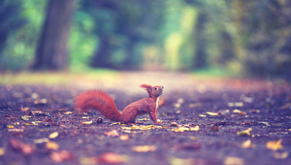 Eichhörnchen bettelt Nüsse