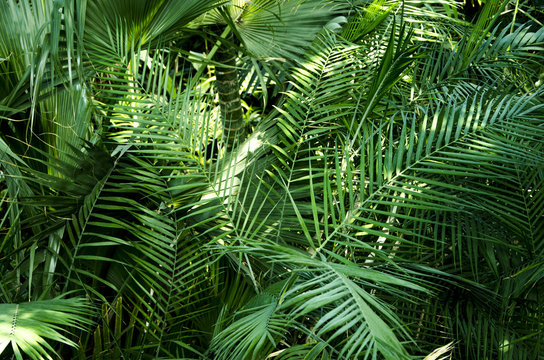 Exotic palm leaves as background