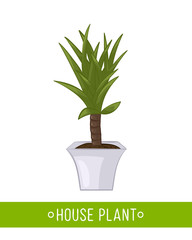 Vector illustration of house plant in pot on white background