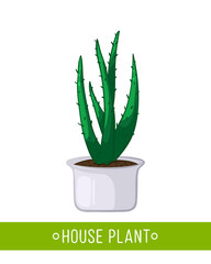 Vector illustration of house plant in pot on white background