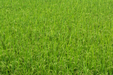 green rice field pattern
