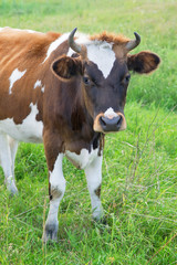 Fototapeta na wymiar Cow on a summer pasture