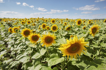 Obraz premium Blooming sunflowers field. Yellow flowers