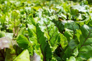 Beetroots growing in garden.