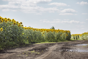 Blooming sunflowers field. Yellow flowers near track