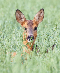 Mom with kids, hiding in the cornfield. Deer (Capreolus capreolus).