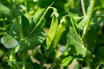 Fototapeta premium Pea growing in garden