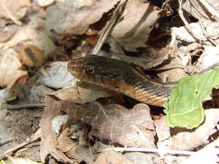 Close up snake.