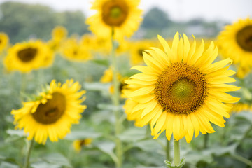 Beautiful yellow sunflower in the farm background