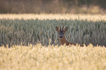 Deer out in the corn field, (capreolus capreolus).