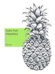 Pineapple fruit. Hand drawn vector sketch. Background, wallpaper, backdrop, pattern. Template for printing, postcards, web design, advertising