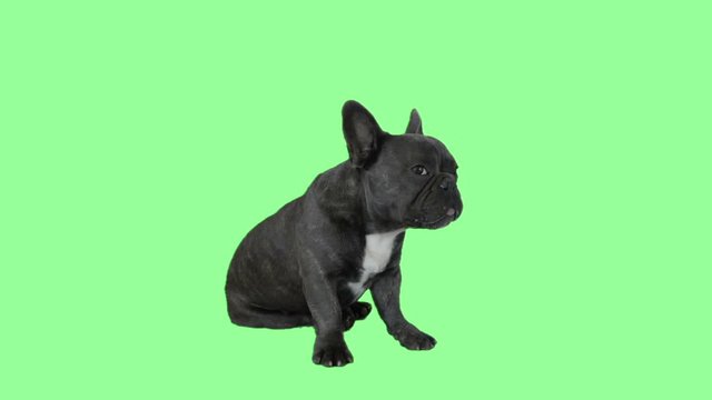 French Bulldog Talking On Green Screen