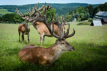 Kapitaler Rothirsch Hirsche mit Bast Geweih Tiere