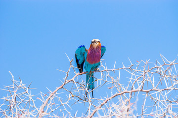 Closeup of Lilac-breasted roller (Coratias caudata) perched on a acacia branch against blue sky