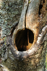 Round hollow tree 
