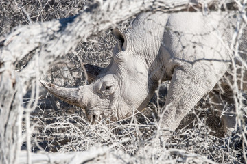 Black Rhino (Diceros bicornis) among dead trees in Etosha National Park, Namibia.