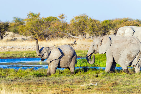 Baby elephant raising a trunk with parents at Rietfontein waterhole in Etosha national park, Namibia.