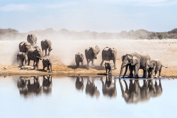 Fototapeta na wymiar Large family of African elephants drinking at a waterhole in Etosha national park. Namibia, Africa.