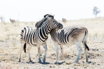 Fototapeta na wymiar Two hugging zebras in love. Etosha national park, Namibia