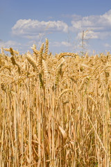 July sunny day in the wheat field. Sunlit field of ripe wheat against the  sky with clouds.