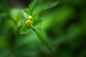 Delicate Wildflower in Bloom