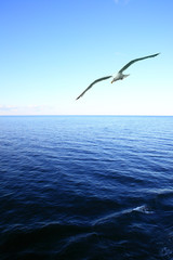 Fototapeta na wymiar Soaring seagull over sea