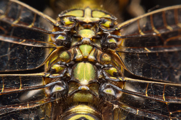 dragonfly in nature. macro An animal  in the nature
