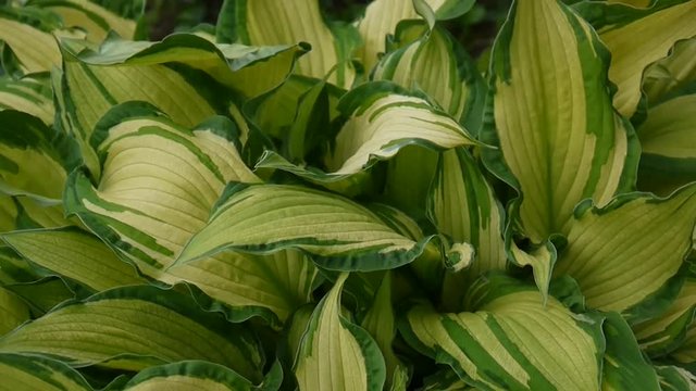 Fresh green leaves of hosta plant in the garden waving in the wind. Video footage shooting of static camera.