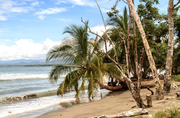 Obraz na płótnie Canvas Palm on a caribbean beach, Cahuita. Costa Rica