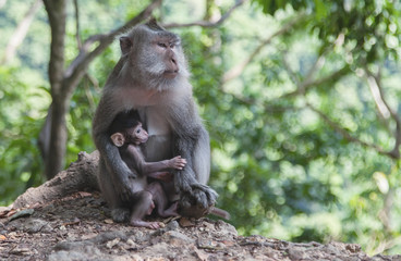Macaque monkey breastfeeding your baby, Lombok. Indonesia