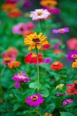 Colorful zinnia flowers growing in the garden, on warm sunny day
