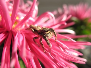 Springspinne auf rosa Bl&uuml;te