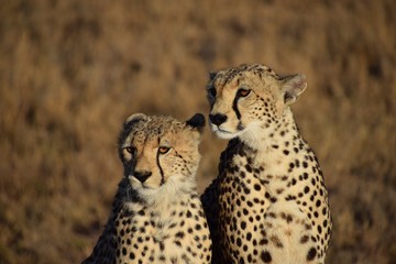 Cheetah