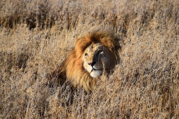 Fototapeta na wymiar Golden Lion