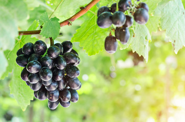 Grapes Blackopor seedless.