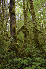 Rain forest. British Columbia 