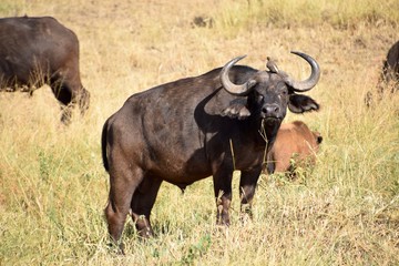 Oblivious water buffalo