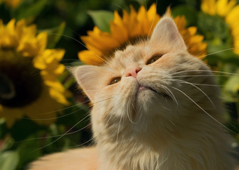 Cremefarbene Maine Coon Katze mit Sonnenblumen