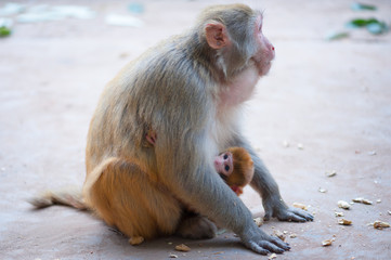 Female rhesus macaque and her baby with peanuts on the ground, Lushan mountain, Xichang, China