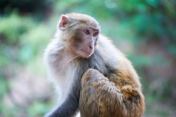 Rhesus macaque looking back in Xichang forest, China