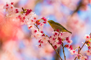 The Japanese White-eye and cherry blossoms. Located in Tokyo Prefecture Japan.