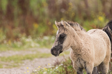 Obraz premium Young Konik Horse
