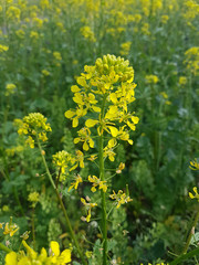 Senf, Weisser; Sinapis, alba