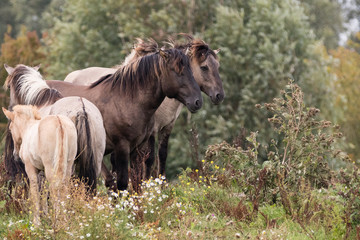 a group of Konik Horses