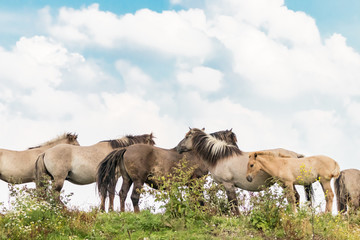 a group of Konik Horses 2 © Richard Edelenbos