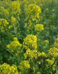 Senf, Weisser; Sinapis, alba